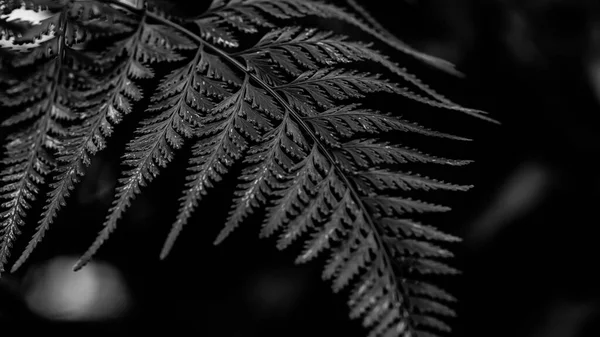 Gümüş Eğreltiotu Yaprak Arkaplanı Doğa Arkaplanı Makro Fotoğrafçılık Yakın Çekim — Stok fotoğraf