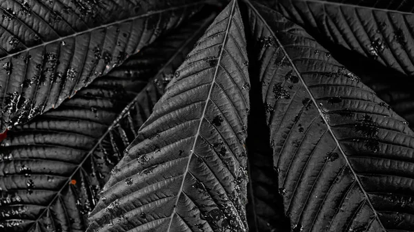 Raindrops Droplets Leaf Background Nature Background Macro Photography Closeup — Stock Photo, Image