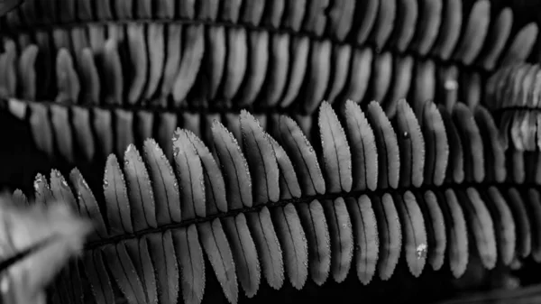 Monochrome Fern Leaf Background Nature Background Macro Photography Closeup — Stock Photo, Image