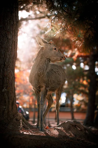 Cute Deer Nara Park Japan Autumn Season — Stock Photo, Image