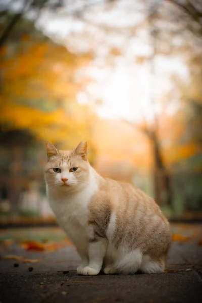 Grumpy Orange Cat Looking Camera Park Autumn Season Ginger Cat — Stock Photo, Image