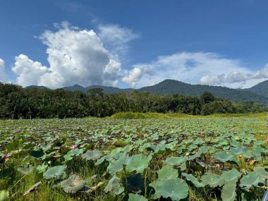 View of Lotus Field at Lake Raban, Perak, Malaysia. Malaysia Tourism clipart