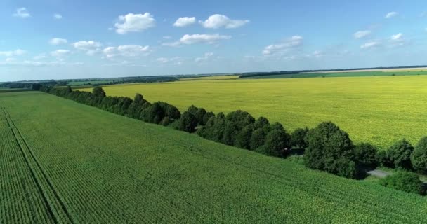 Drone Latać Nad Słonecznymi Polami Żywe Żółte Słoneczniki — Wideo stockowe