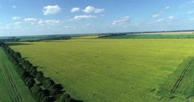 Güneşli bir yaz gününde ayçiçekli tarlaların en üst görüntüsü