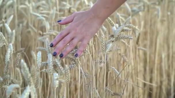 Een Vrouw Loopt Haar Hand Oren Van Tarwe — Stockvideo