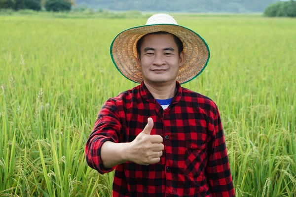 Apuesto Granjero Asiático Está Arrozal Lleva Sombrero Camisa Roja Cuadros — Foto de Stock
