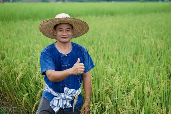 Asiatisk Man Bonde Paddy Field Bär Hatt Blå Skjorta Tummen — Stockfoto