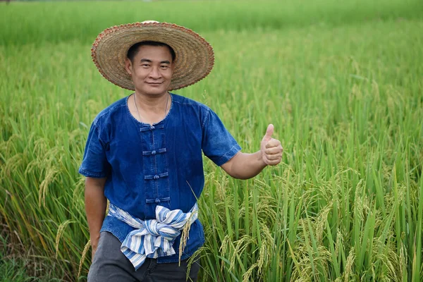 stock image Asian man farmer is at paddy field, wears hat, blue shirt, thumbs up, feels confident.  Concept : Agriculture occupation. Working with nature. Organic farming.            