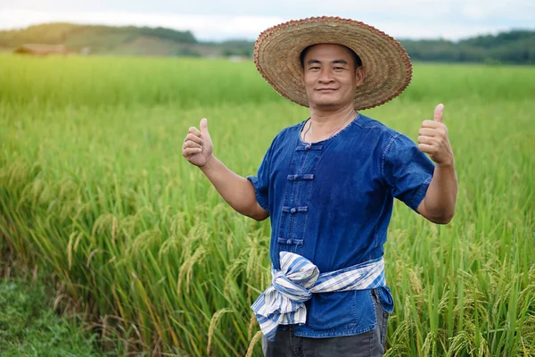 Азиатский Фермер Носит Шляпу Синюю Рубашку Стоит Зеленом Поле Большой — стоковое фото
