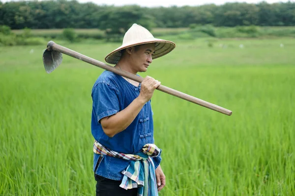 アジアの男の農家は水田にあり 帽子をかぶって青いシャツを着て 肩に蹄を保持しています 有機農業をコンセプトに 化学物質はない 除草剤の代わりに伝統的な手動ツールを使用してください 汚染ゼロ — ストック写真