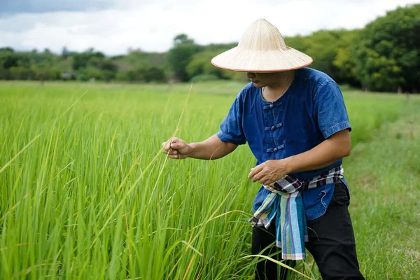 Азійський Фермер Носить Капелюх Синю Сорочку Перевіряючи Зростання Хвороби Рисових — стокове фото