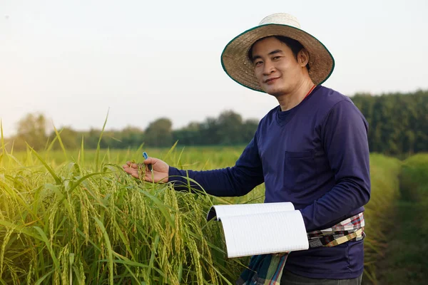 Handsome Asian man farmer is at paddy field, wear hat, blue shirt, holds notebook paper, inspects growth and disease of plants. Concept, Agriculture research and study to develop crop