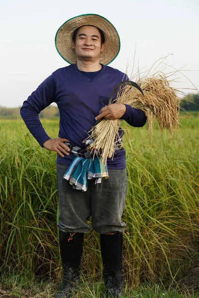 Handsome Asian man farmer stands at paddy field, wears hat , holds harvested rice ears, puts hand on hips, feels confident. Concept ,Agriculture occupation. Farmer with organic rice.
