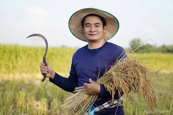 Handsome Asian male farmer wear hat, holds sickle and harvested rice plants at paddy field. Concept , Agriculture occupation. Farmer with organic rice.