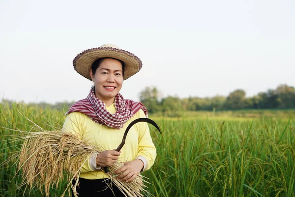 Happy Asian female farmer wear hat, Thai loincloth, holds sickle to harvest rice plants at paddy field. Concept, Agriculture occupation. Farmer with organic rice.