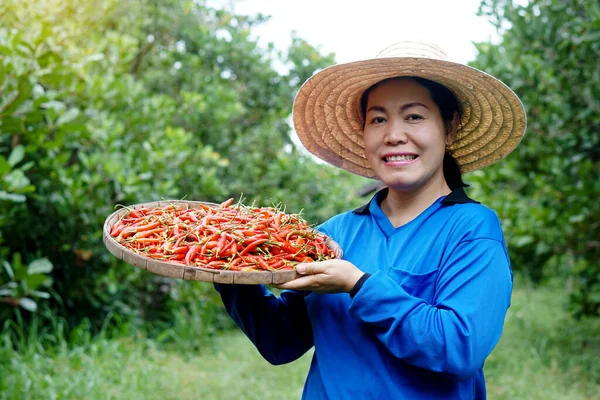 Mujer Asiática Está Jardín Lleva Sombrero Camisa Azul Sostiene Bandeja — Foto de Stock