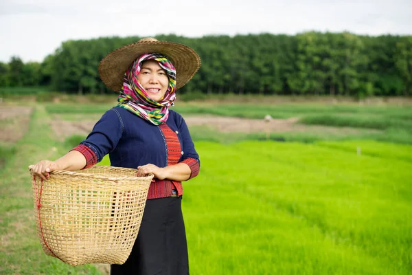 Asian woman farmer is at paddy field, wear hat, covered head with Thai loincloth, holds bamboo basket. Concept , farmer work  organic farming. Traditional occupation in rural of Thailand.