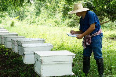 Asyalı çiftçi, meyve bahçesindeki ahşap arıcılık kutularını araştırıyor ve teftiş ediyor. Kaliteyi geliştirmek için araştırma yap. Kavram, meyve bahçelerinde bal arıcılığı endüstrisi.