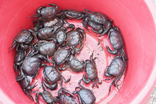 泰国田里的螃蟹或淡水螃蟹是农民从稻田里捡到的 它们将被烹调成美味的菜单 食用动物 螃蟹是水稻植物的敌人 所以泰国农民要除掉它们 — 图库照片