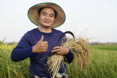 Yakışıklı Asyalı çiftçi şapka takıyor, orak tutuyor ve çeltik tarlasında pirinç yetiştiriyor. Tarım işgali kavramı. Organik pirinçli çiftçi.                                 