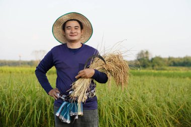 Asyalı çiftçi çeltik tarlasında, şapka takıyor, mavi gömlek giyiyor, pirinç ve orak topluyor, elini kalçasına koyuyor, kendinden emin. Kavram, tarım işgali, çiftçi organik pirinç yetiştiriyor..  