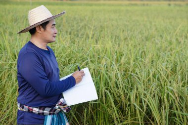 Yakışıklı Asyalı çiftçi çeltik tarlasında, şapka takıyor, mavi gömlek giyiyor, defter kağıdı tutuyor, bitkilerin büyümesini ve hastalığını inceliyor. Ekin geliştirmek için kavram, tarım araştırması ve öğrenim    