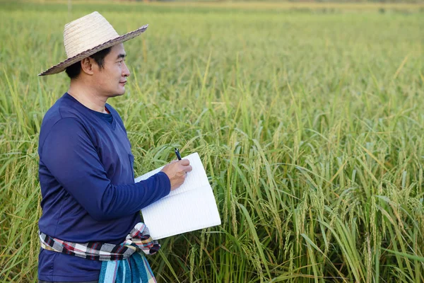 Pohledný Asijský Farmář Rýžovém Poli Nosí Klobouk Modrou Košili Drží — Stock fotografie