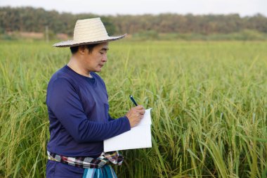 Yakışıklı Asyalı çiftçi çeltik tarlasında, şapka takıyor, mavi gömlek giyiyor, defter kağıdı tutuyor, bitkilerin büyümesini ve hastalığını inceliyor. Ekinleri geliştirmek için kavram, tarım araştırması ve öğrenim.