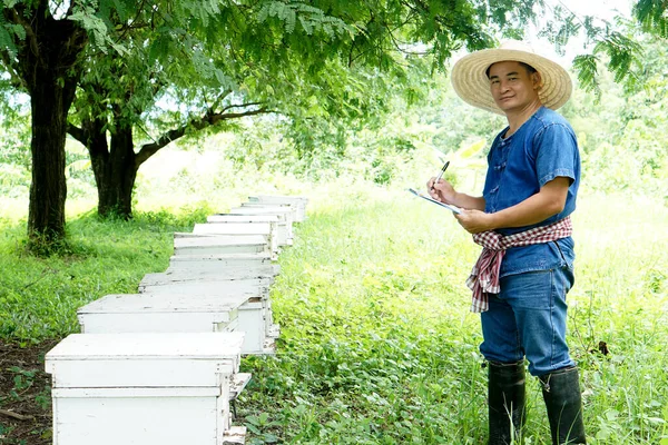 Asiatische Männerzüchter Begutachten Und Inspizieren Hölzerne Imkerkästen Obstgarten Bienen Aufzuziehen — Stockfoto