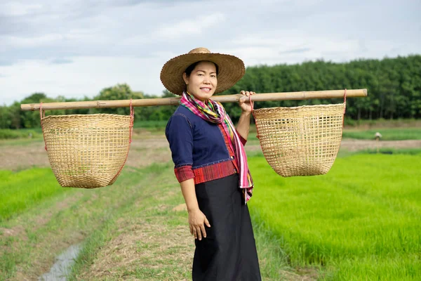 Portrait of Asian woman farmer is at paddy field, carry two baskets on her shoulders, wears hat , traditional costume, smile. Concept, Agriculture occupation. Thai farmer. Rural lifestyle in Thailand.