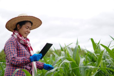 Asyalı kadın bahçıvan şapka takıyor, mısır bahçesindeki bitkilerin büyümesini ve hastalıklarını kontrol etmek için akıllı tablet tutuyor. Ekinleri analiz etmek için teknolojiyi kullanan kavram. 