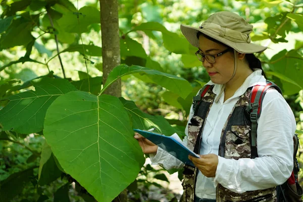 Asiatische Botanikerin Trägt Hut Hält Klemmbrett Der Hand Teakholzblätter Wald — Stockfoto
