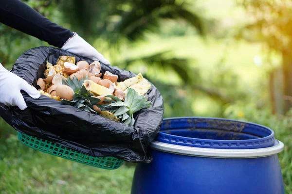 Gardener holds organic garbage ; rotting kitchen scraps with fruits and vegetable garbage waste in black plastic bag to make compost fertilizer for using in agriculture. Concept : waste management.