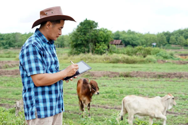 Asyalı Erkek Veteriner Tayland Inekler Hakkında Bilgi Topluyor Kaydediyor Akıllı — Stok fotoğraf