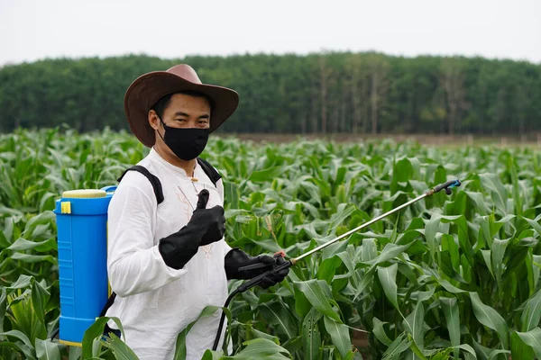 Asian gardener wears black face mask and black gloves, carries sprayer of pesticide at his back and raises thumb up to show his satisfaction at corn garden. Concept using chemical in agriculture.