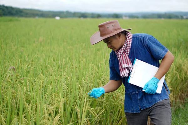 アジアの農家は 青いシャツ 手袋を着用し 水田で紙のクリップボードを保持し 稲の成長と病気をチェックします 農業研究と作物を開発する研究 — ストック写真