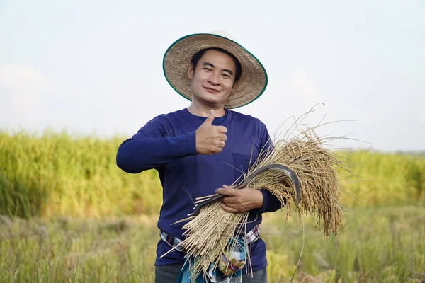 Handsome Asian male farmer wear hat, holds sickle and harvested rice plants at paddy field. Concept , Agriculture occupation. Farmer with organic rice.