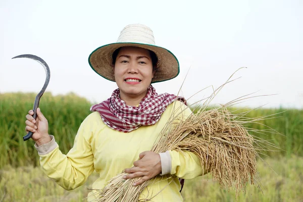 Happy Asian female farmer wear hat, Thai loincloth, holds sickle to harvest rice plants at paddy field. Concept, Agriculture occupation.  Farmer with organic rice.