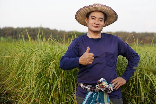 Handsome Asian man farmer wears hat, blue shirt, put hand on hip, thumbs up, stands at paddy field. Concept, agriculture occupation, farmer grow organic rice.