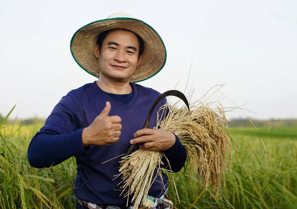 Handsome Asian male farmer wear hat, holds sickle and harvested rice plants at paddy field. Thumbs up. Concept , Agriculture occupation. Farmer with organic rice.
