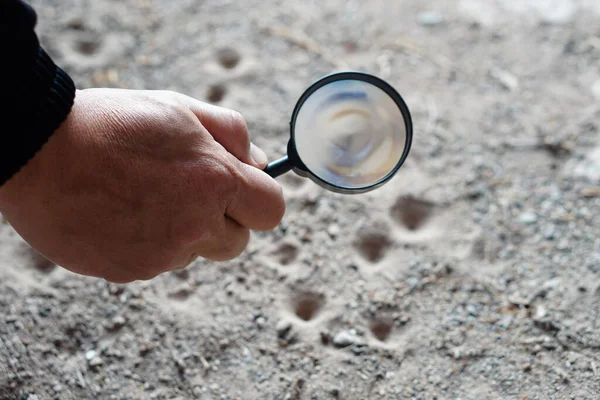 Closeup hand holds magnifying glass to explore tiny insects in holes on ground. Concept, examine, explore, research nature or biological organisms. Study about insects behavior. Science tool.