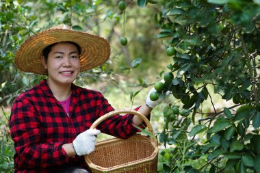 Mutlu Asyalı kadın bahçıvan bahçede. Yerel pazarda satmak için organik limon meyveleri topluyorum ya da ailemle yemek pişiriyorum. Kavram: sürdürülebilir tarım yaşam tarzı. Kolay yaşam..             
