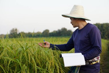Asian man farmer is at paddy field, wear hat, blue shirt, holds notebook paper, inspects growth and disease of plants. Concept, Agriculture research and study to develop crops.           