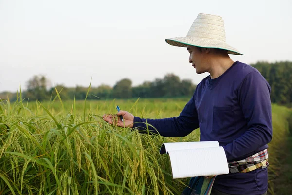 Asian man farmer is at paddy field, wear hat, blue shirt, holds notebook paper, inspects growth and disease of plants. Concept, Agriculture research and study to develop crops.           