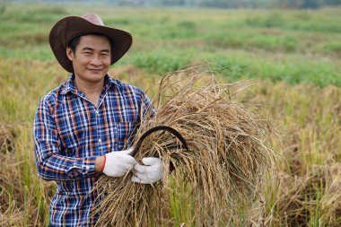 Portrait of handsome Asian man farmer, wears hat, plaid shirt, holds sickle and harvested rice at paddy field. Concept, Agriculture occupation. Thai farmers grow  organic rice.        