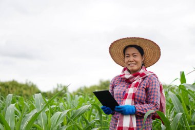 Portrait of Asian woman farmer wears hat, plaid shirt, holds smart tablet at maize garden. Concept : Agricultural research. Smart farmer. Using technology to manage and develop crops.  