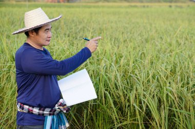 Asian man farmer is at paddy field, wear hat, blue shirt, holds notebook paper, inspects growth and disease of plants. Concept, Agriculture research and study to develop crops.       