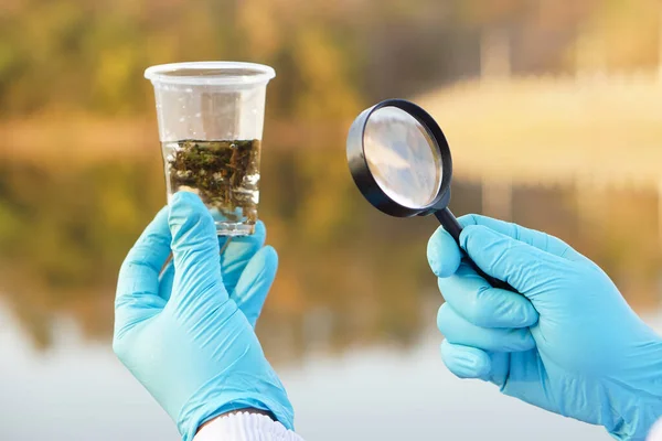 Close up ecologist hands wears blue gloves, holds magnifying glass and glass that contain sample water and water plants from the lake. Concept, explore, inspect water quality