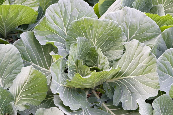 Young organic cabbage vegetables in garden. Concept, gardening, agriculture crops. Thai farmers grow cabbage vegetables for selling in local market or cooking for family. Best growing in winter.