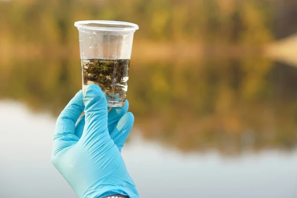Closeup researcher hand wear blue gloves holds test glass that contain sample water and water plants from the lake.Concept, explore, analysis water quality from natural source. Ecology field research.